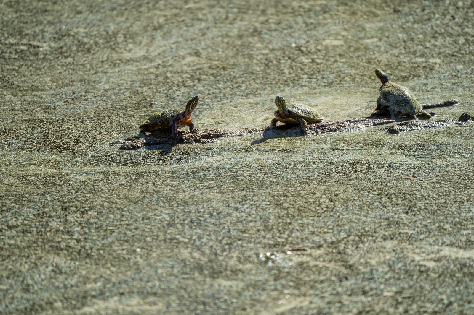 Turtles sunning on a log
