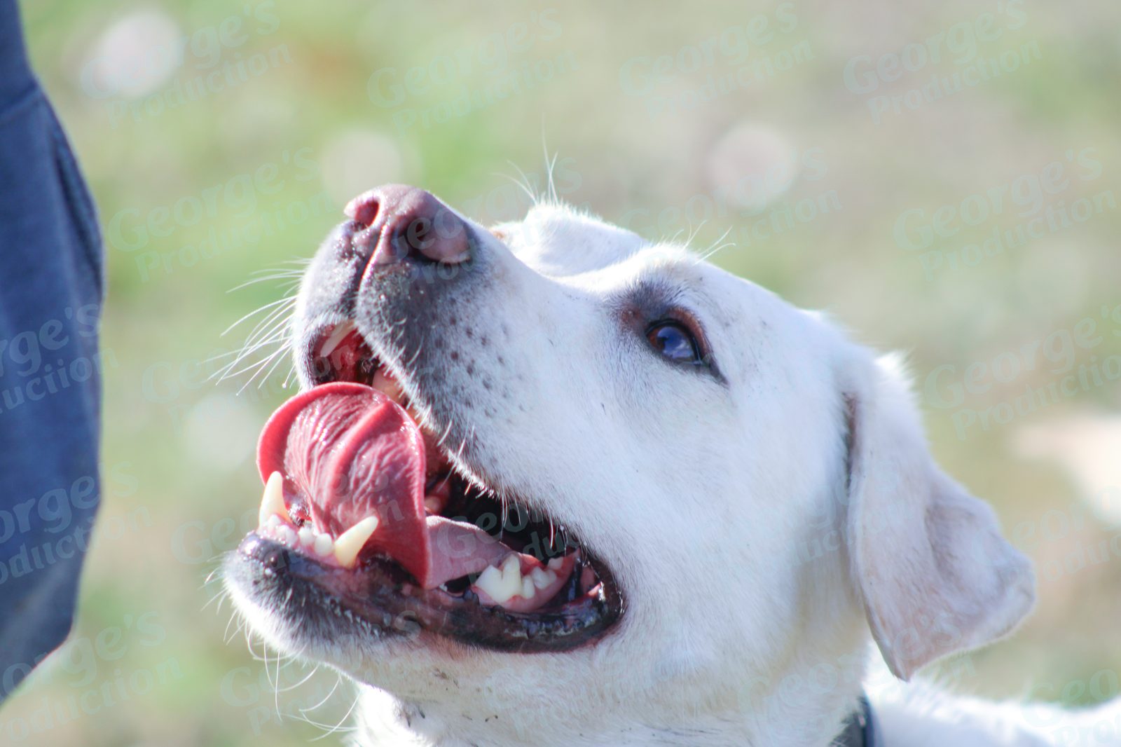 Close-up portrait of a dog