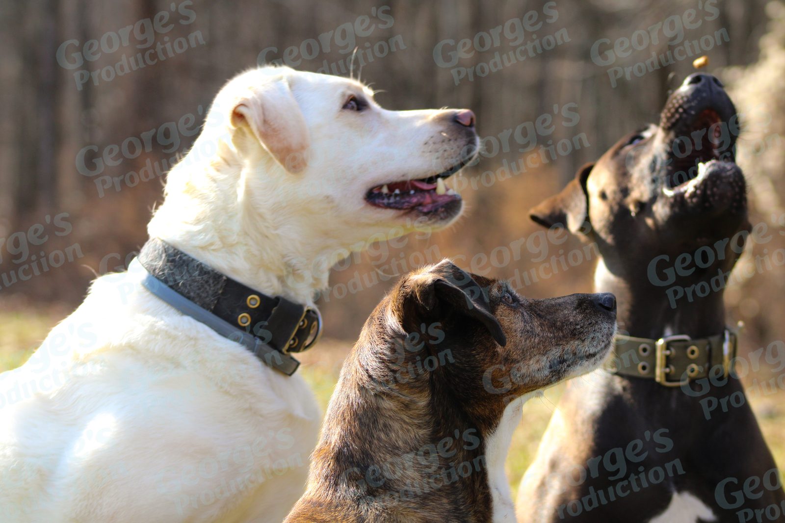 Three dogs outdoors